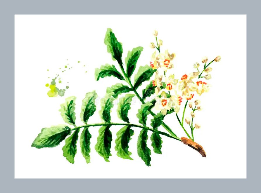 Φύλλα Boswellia